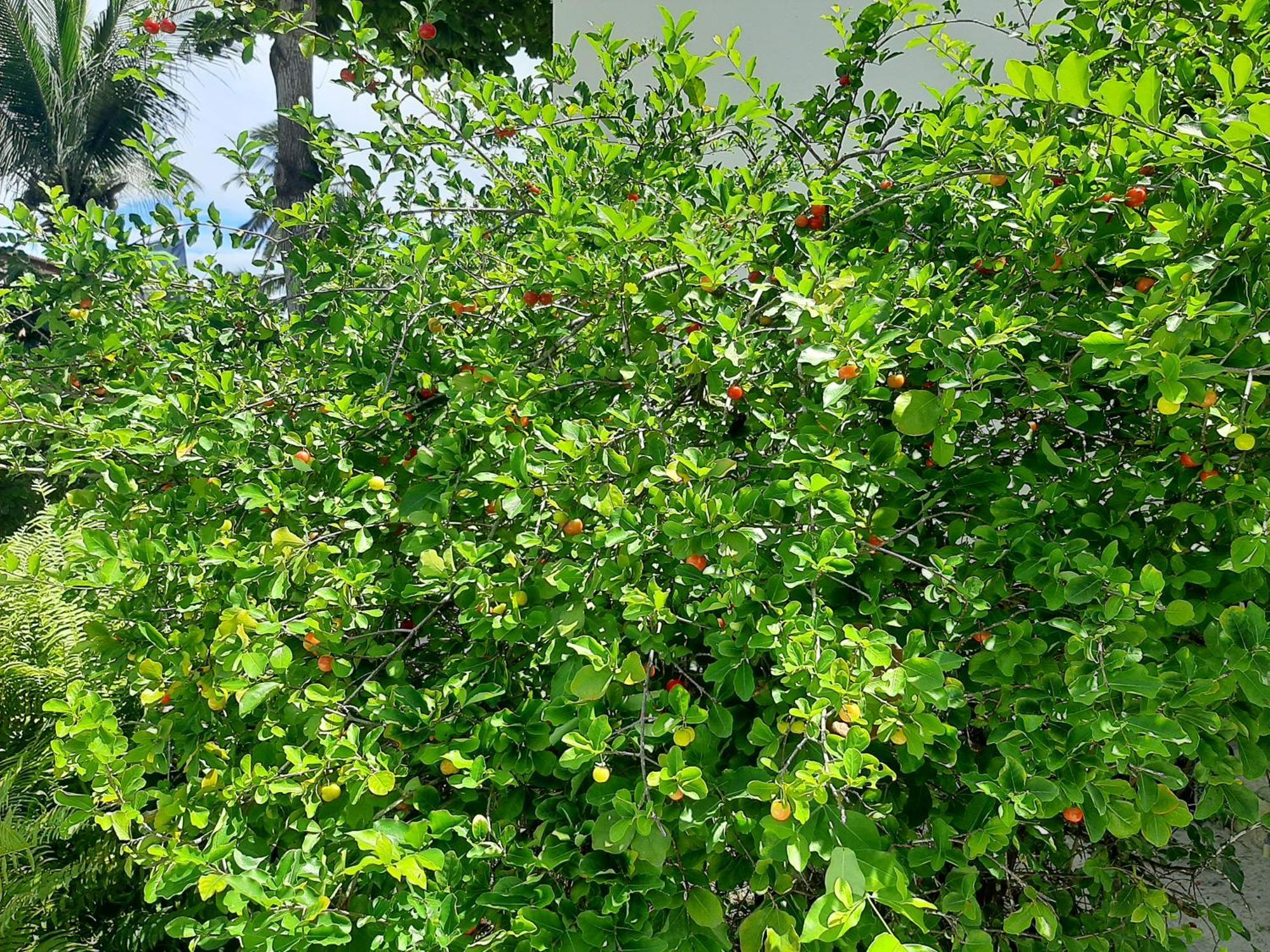 Casa Jeri Villa Jericoacoara Eksteriør billede